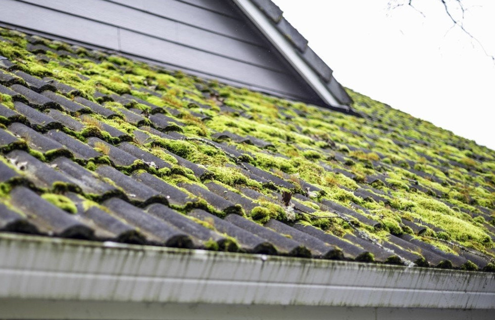 How to Protect your Roof from Moss?